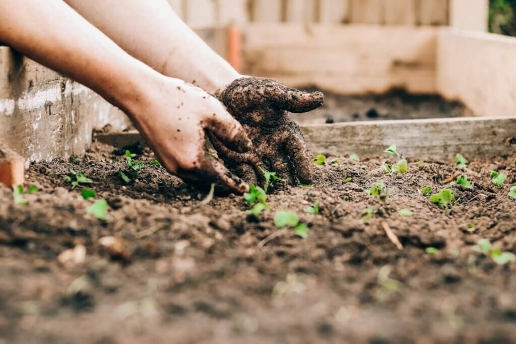 person holding soil
