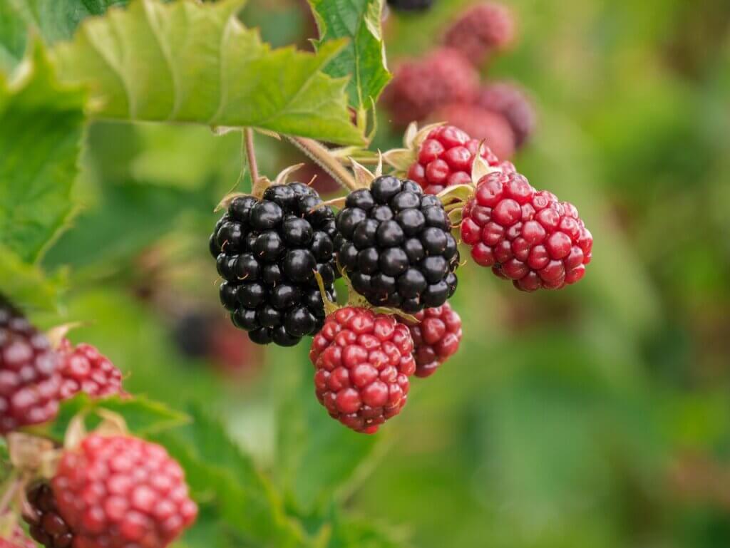 berry, blackberries, fruit, food, vitamins, berry, blackberries, blackberries, blackberries, blackberries, blackberries