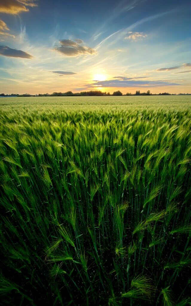 green grass field under cloudy sky during daytime